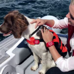 Fell Marine wireless lanyard on a dog