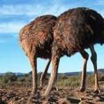 Two ostriches with heads in sand