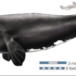 Right Whale. Image courtesy of Encyclopedia Britannica.